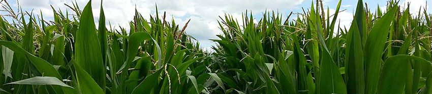 Corn plants in field - midseason - closeup