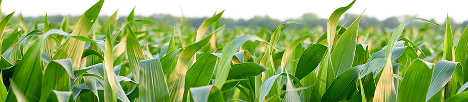 Cornfield - green plants - midseason - closeup of plants Cornfield - green plants - midseason - closeup of plants
