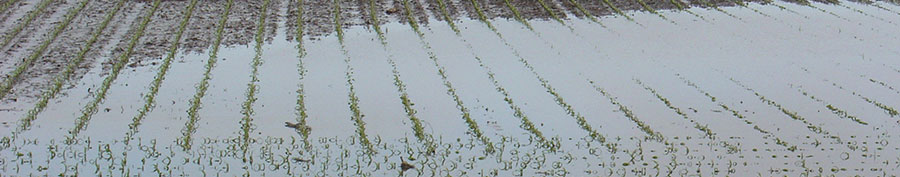 Flooded cornfield - early season Flooded cornfield - early season