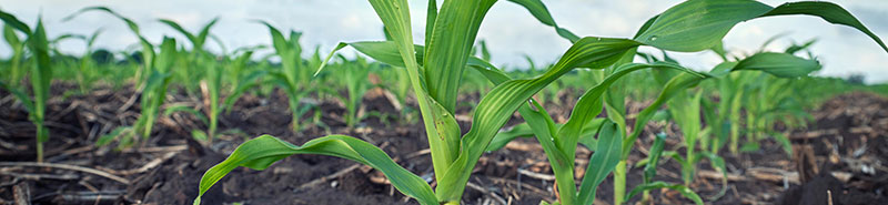 Young corn plants in field - closeup from low angle Young corn plants in field - closeup from low angle