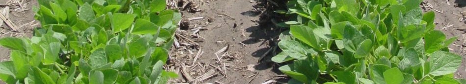 Soybean rows - closeup - early season Soybean rows - closeup - early season