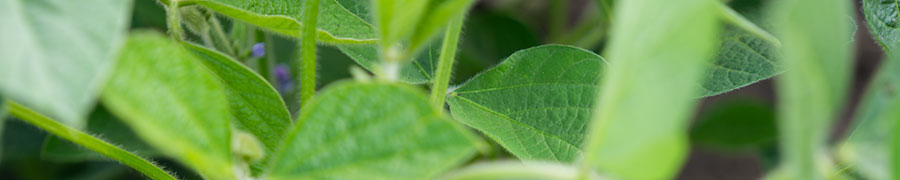 Green soybean leaves in field - early season - closeup Green soybean leaves in field - early season - closeup