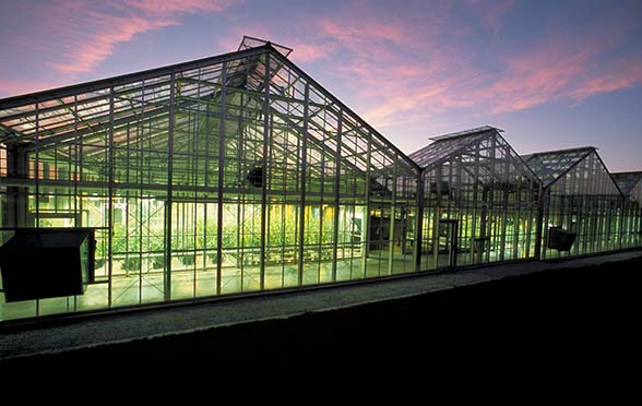Greenhouses in sunset