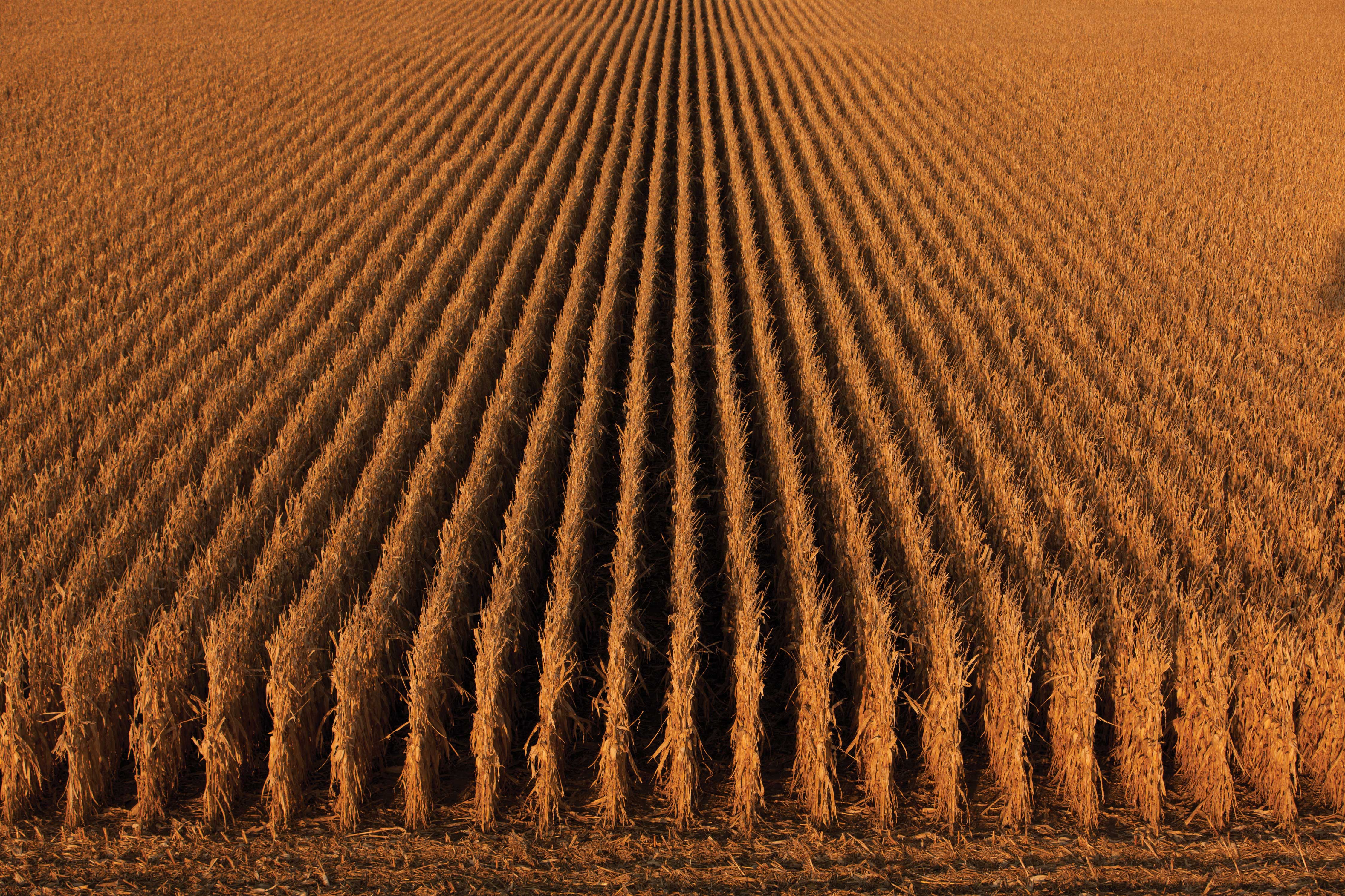 7 Tips to Break 300 bu per A