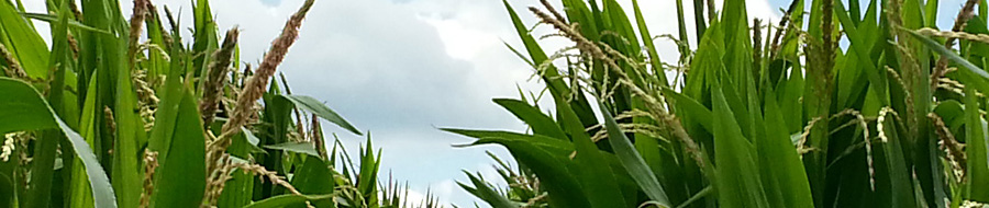 Fungicide Application Timing in Corn