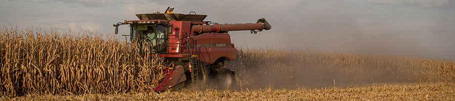 Corn harvesting operation