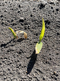 Photo - Stressed young corn plants