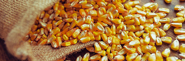 Photo - Corn grain - near seed bag