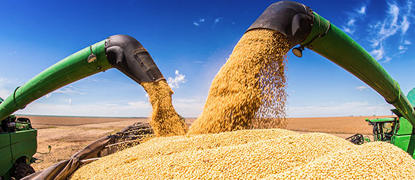 Photo - Soybean harvest