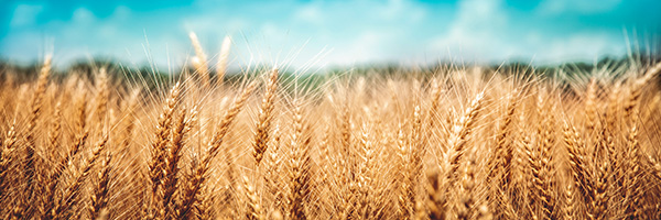 Photo - Wheat field - later season