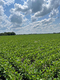 Photo - soybean field