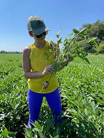 Photo - holding soybean plant in field.