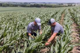 Rep and grower scouting cornfield - early season