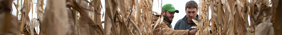 Pioneer rep and customer inspecting corn - late season