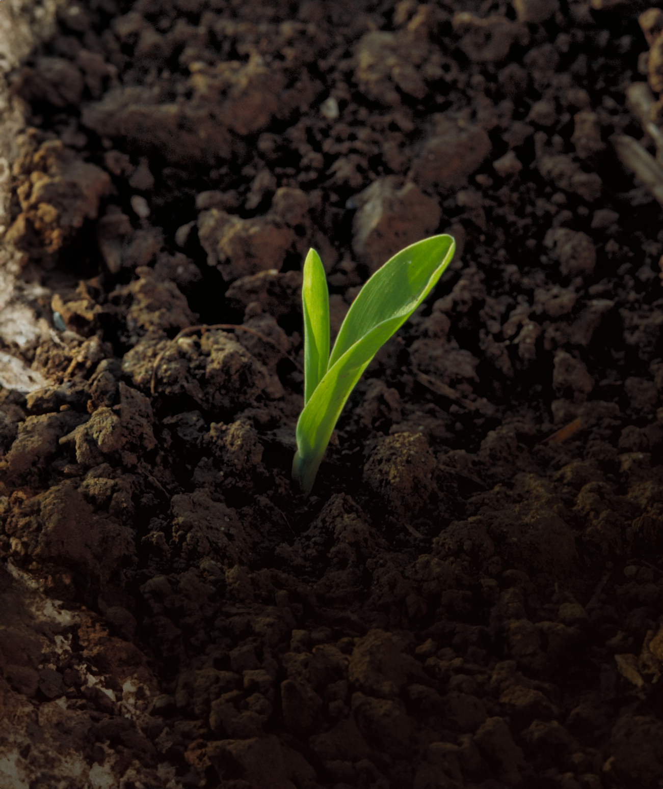 Explore our Seed Offerings