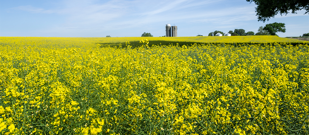 Canola field with farm operation in far background