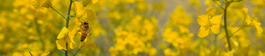 Yellow canola flowers in field - closeup - blue sky in background