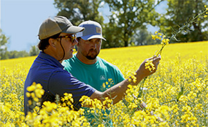 Inspecting canola plant in field