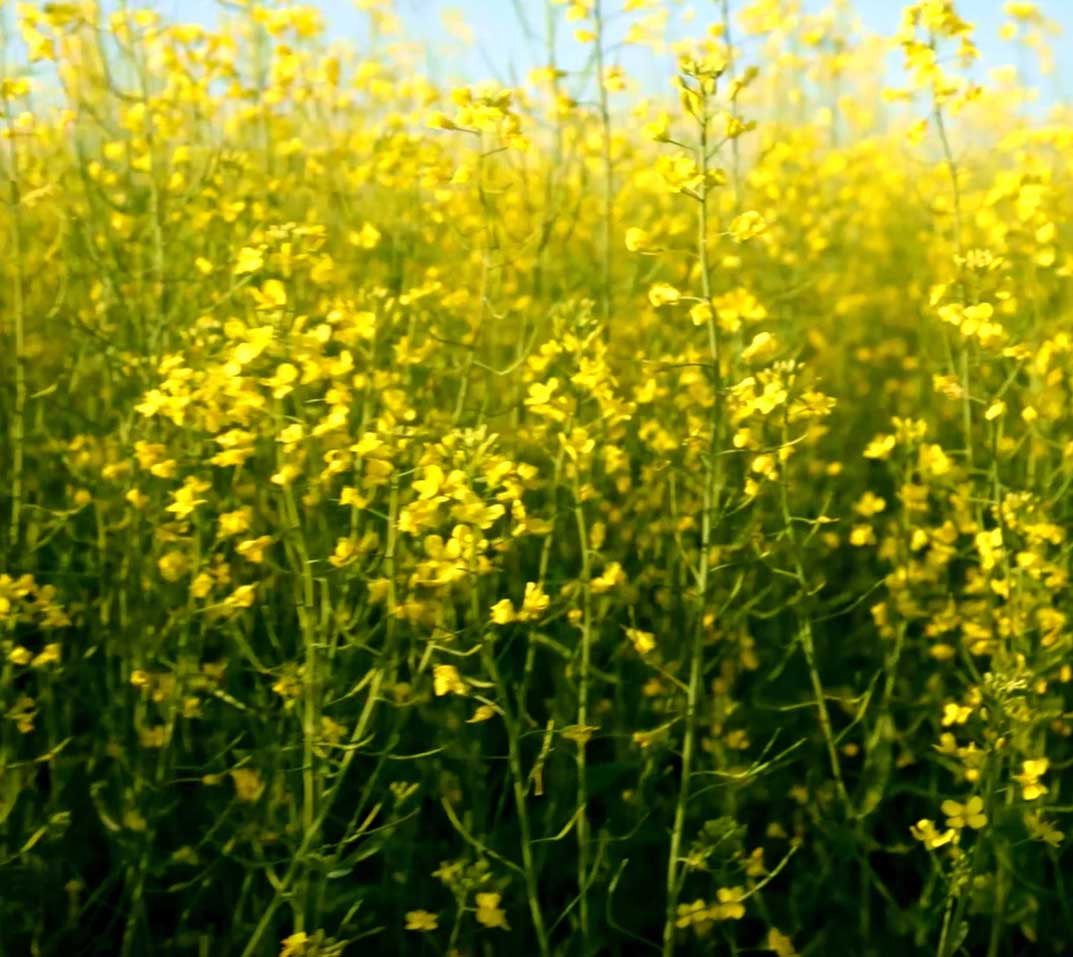 Optimum GLY herbicide tolerance