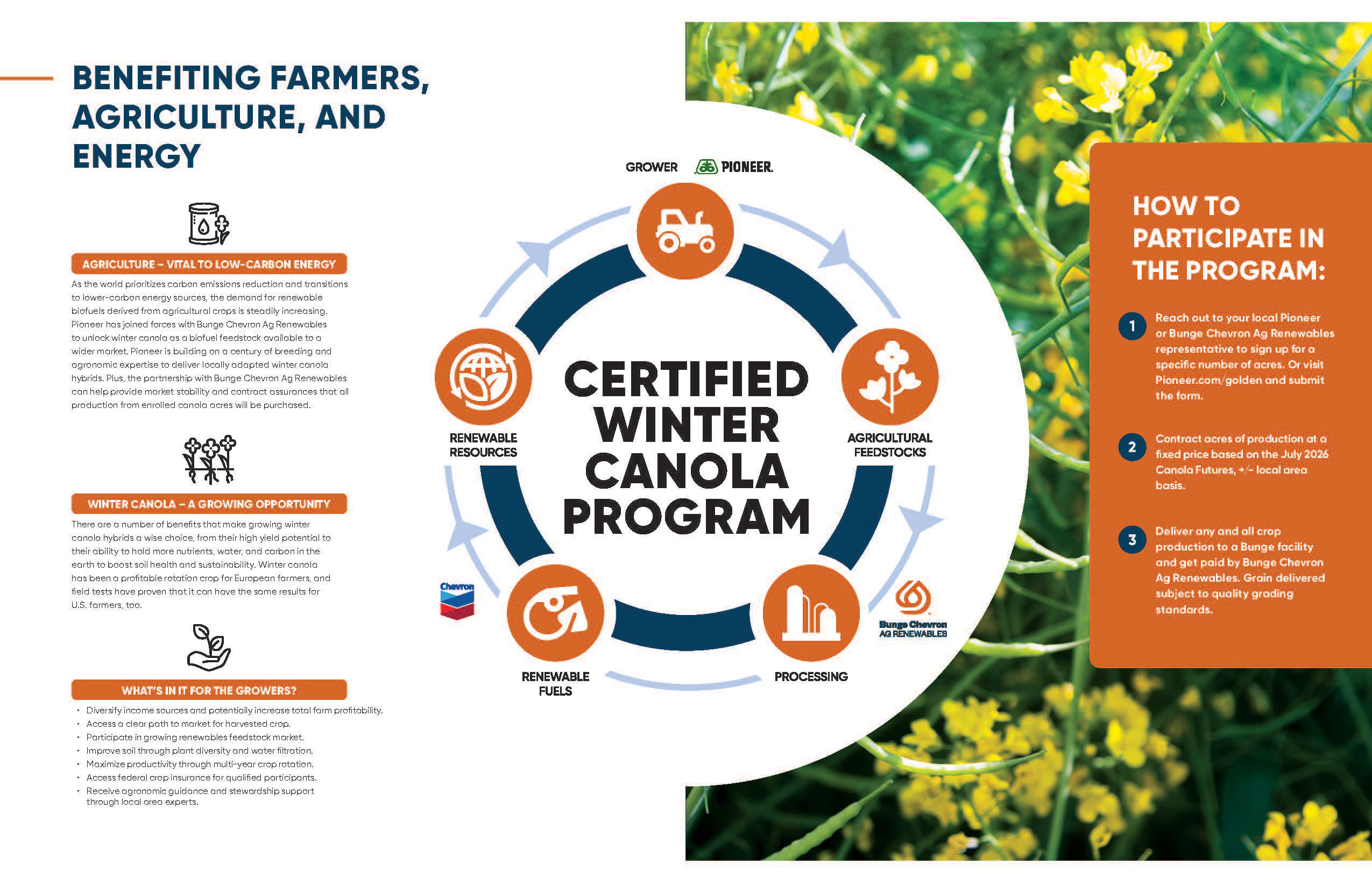 Certified Winter Canola Program - Pioneer - Bunge Chevron Ag Renewables