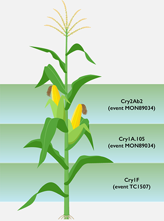 PowerCore Enlist corn products - 3 modes of action