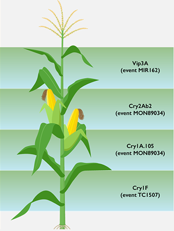 PowerCore Ultra Enlist corn - four modes of action