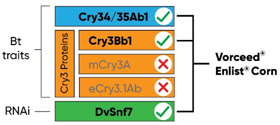 Vorceed Enlist corn contains three modes of action for protection against corn rootworm