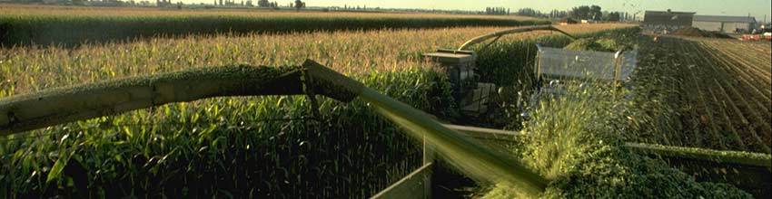Silage harvest operation