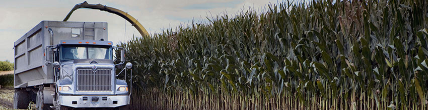 Silage harvest operation