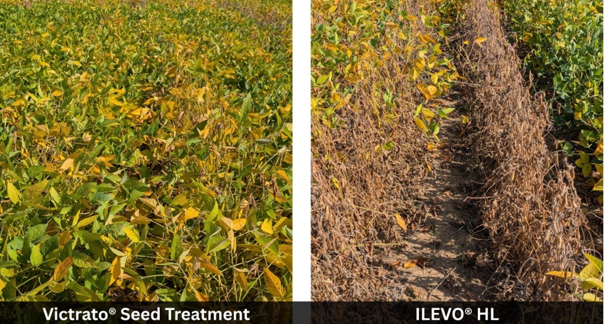 Victrato seed treatment - compared to ILEVO HL - in a Jackson Kentucky field innoculated with red crown rot in 2025 Victrato seed treatment - compared to ILEVO HL - in a Jackson Kentucky field innoculated with red crown rot in 2025