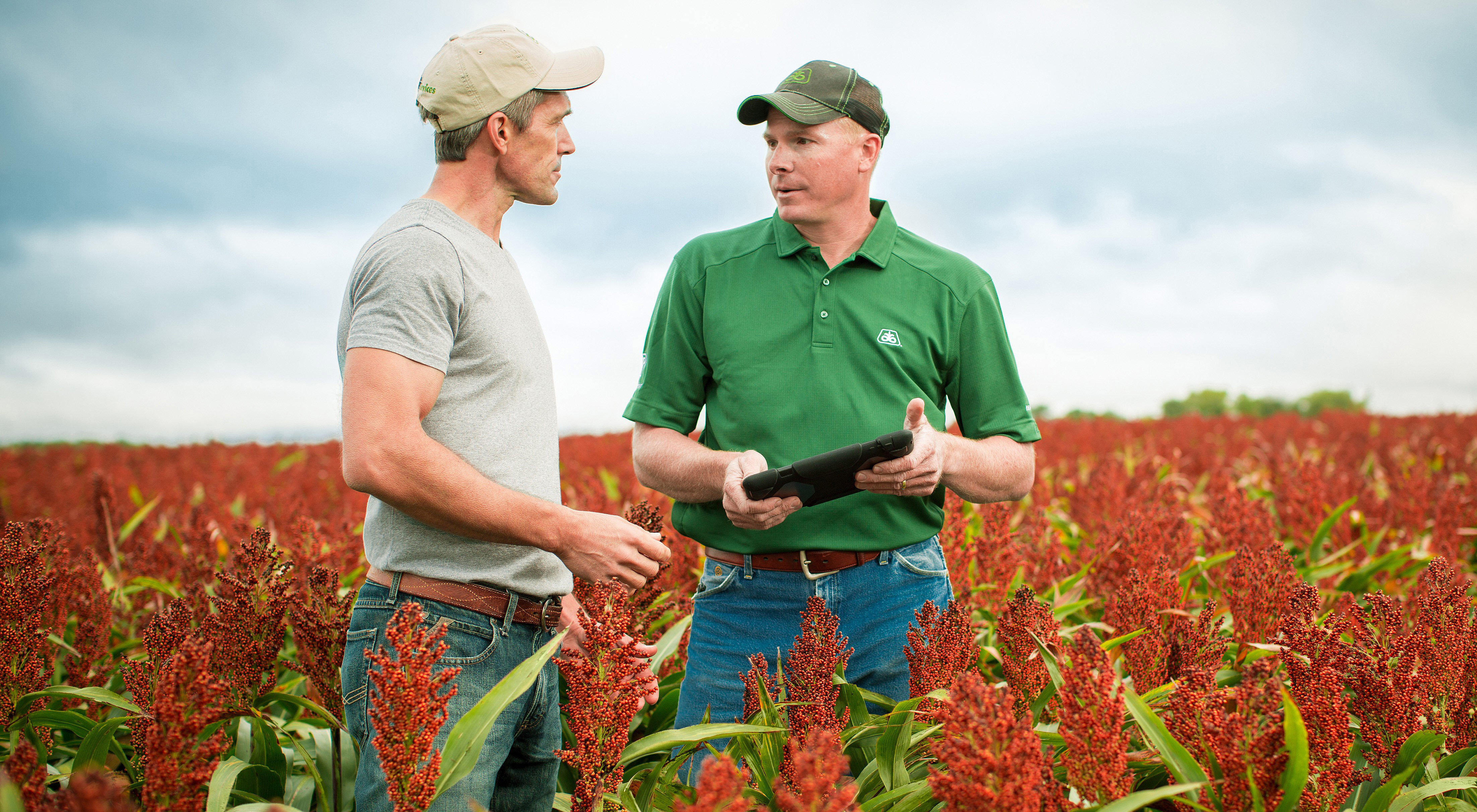 Sorghum Aphid Management