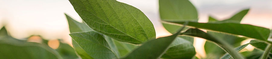 Soybean plants in field - closeup - midseason Soybean plants in field - closeup - midseason