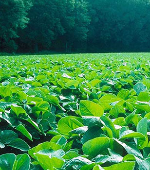 Explore Pioneer(R) brand soybean products