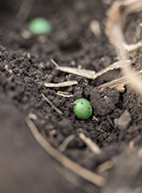 Photo - closeup - soybean seed in soil