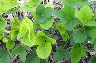 Iron Deficiency Chlorosis - a 12 percent increase in improved agronomics and disease scores