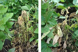 Phytophthora Root Rot - significantly improved protection against key diseases.