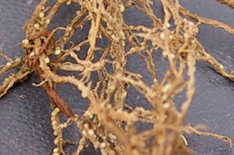 Soybean Cyst Nematode - significantly improved protection against key diseases