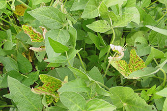 Sudden Death Syndrome - a 12 percent increase in improved agronomics and disease scores