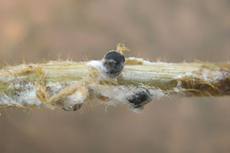 White Mold - a 12 percent increase in improved agronomics and disease scores