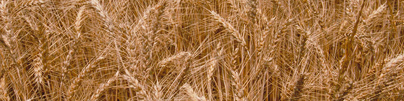 Wheat plants in field - light brown - closeup