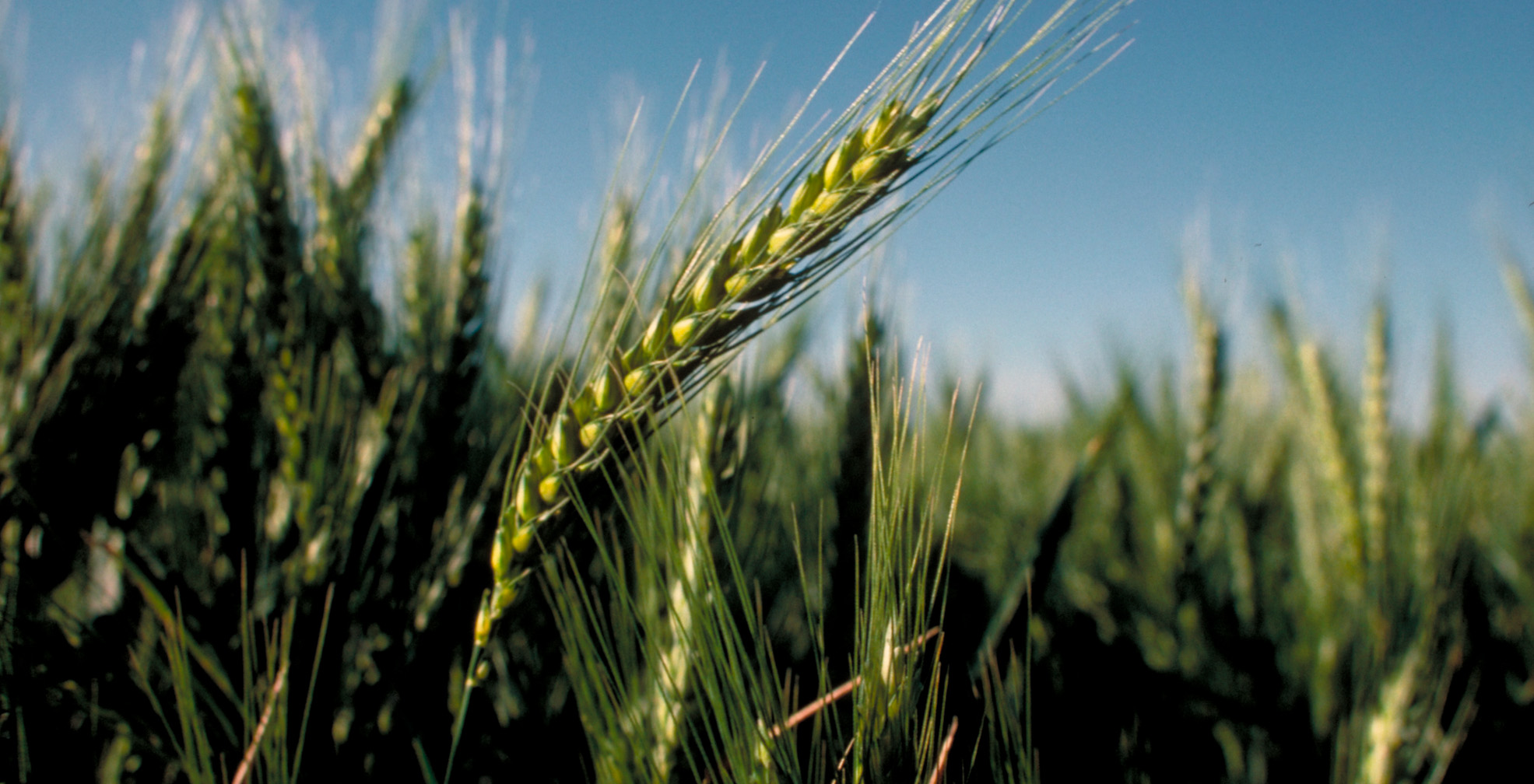 Closeup - wheat stand in field - green plants