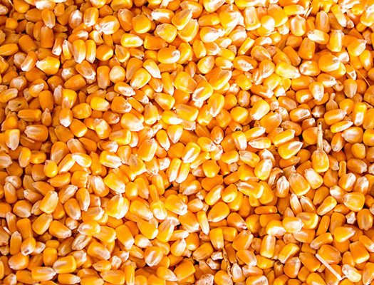 Corn Yield Estimator