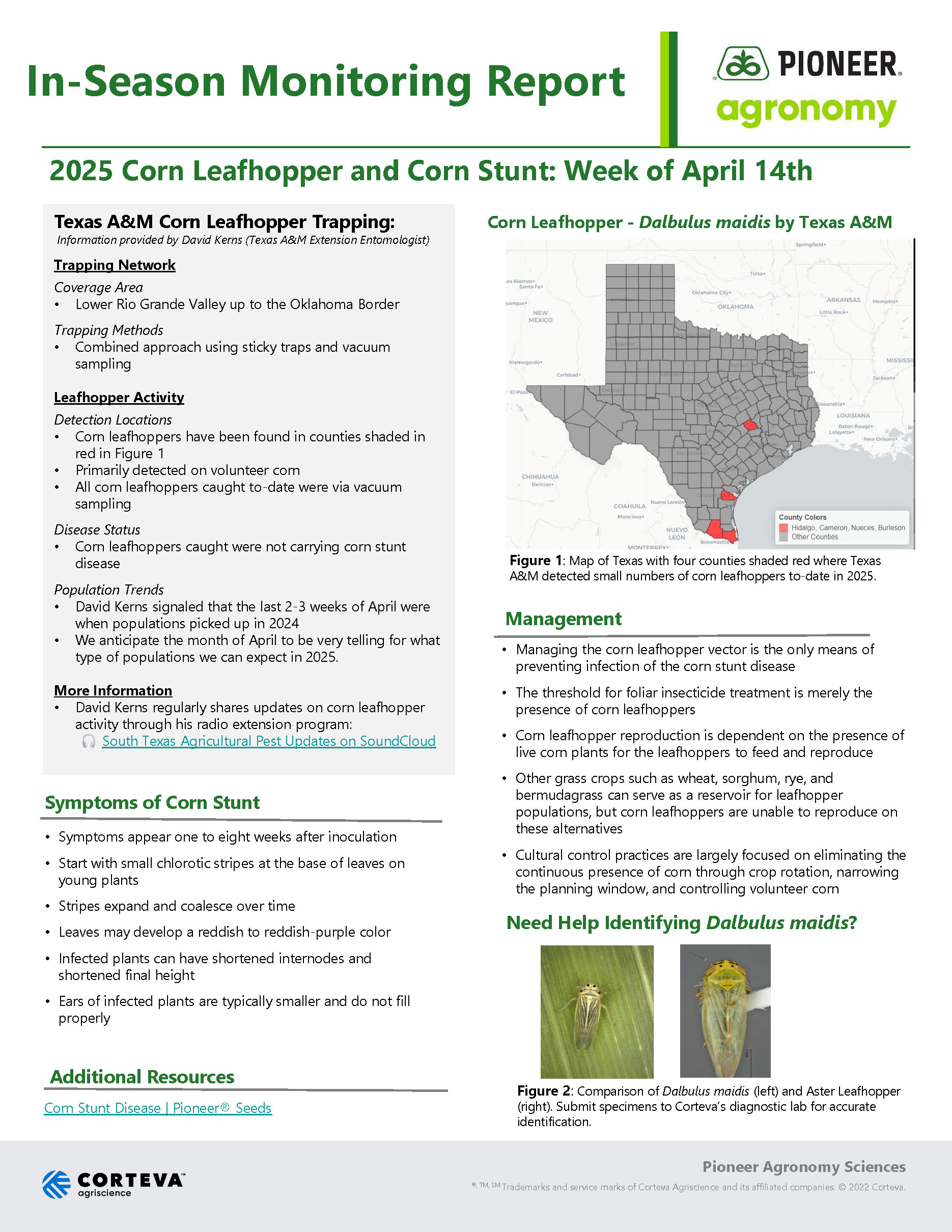 In-Season Monitoring Report - 2025 Corn Leafhopper and Corn Stunt - Week of April 14