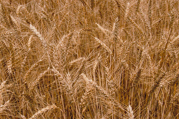 Pioneer brand Wheat Products