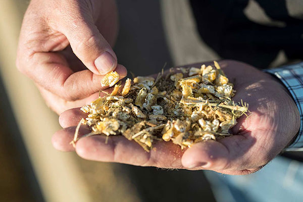 Pioneer brand Forage Products