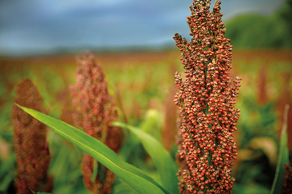 Pioneer brand Sorghum Products