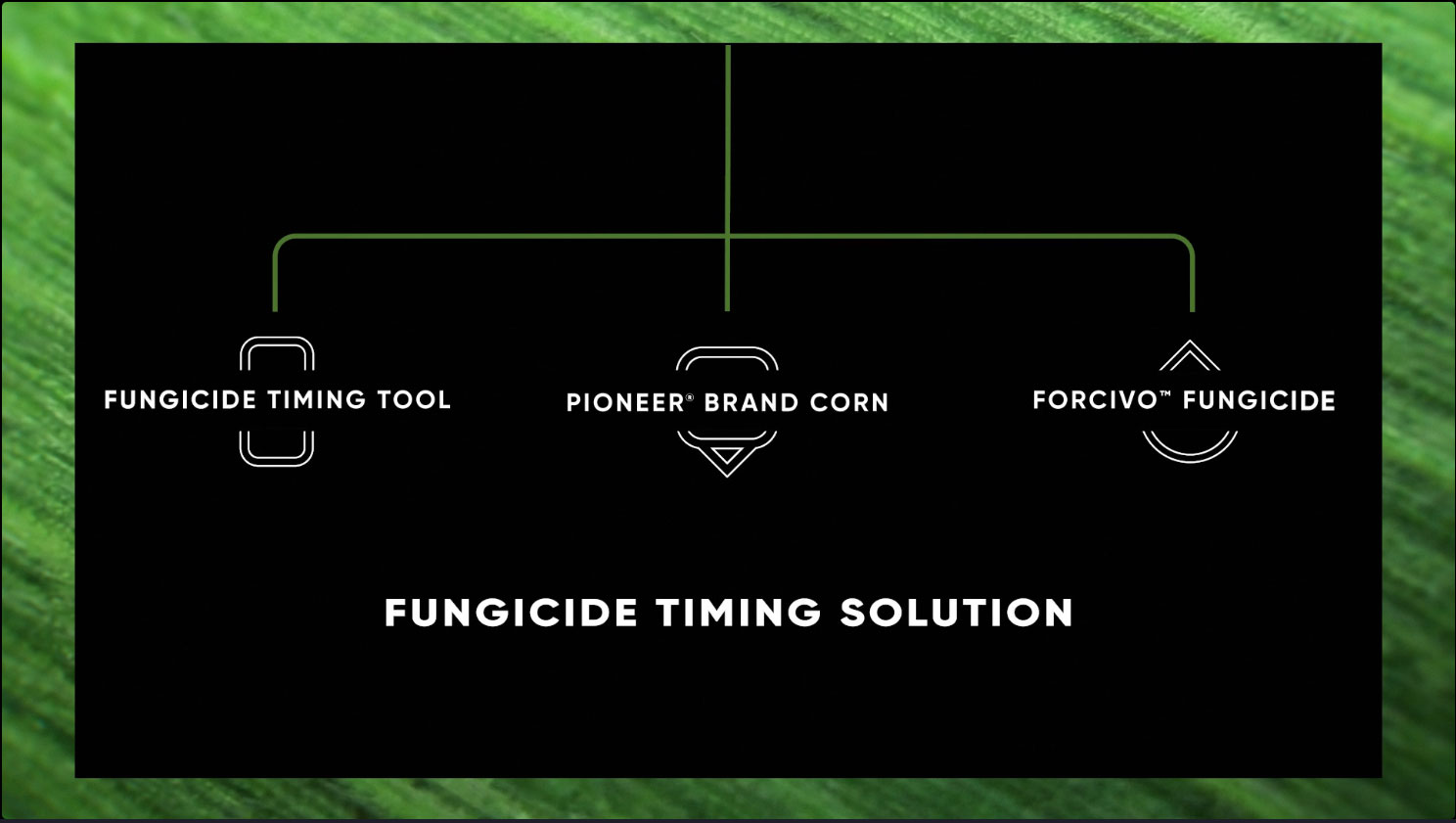 Take the Mystery out of Fungicide Application Timing