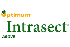 Optimum Intrasect above