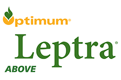 Optimum Leptra above